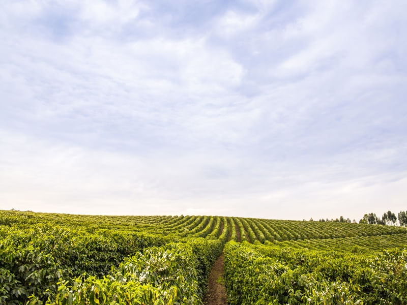 LINHAS DE CAFÉ EM MINAS GERAIS