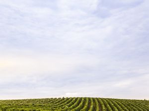 MONTANHAS DE CAFÉ EM MINAS GERAIS