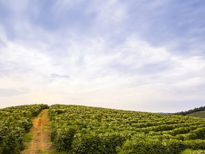 MONTANHAS DE CAFÉ EM MINAS GERAIS 2