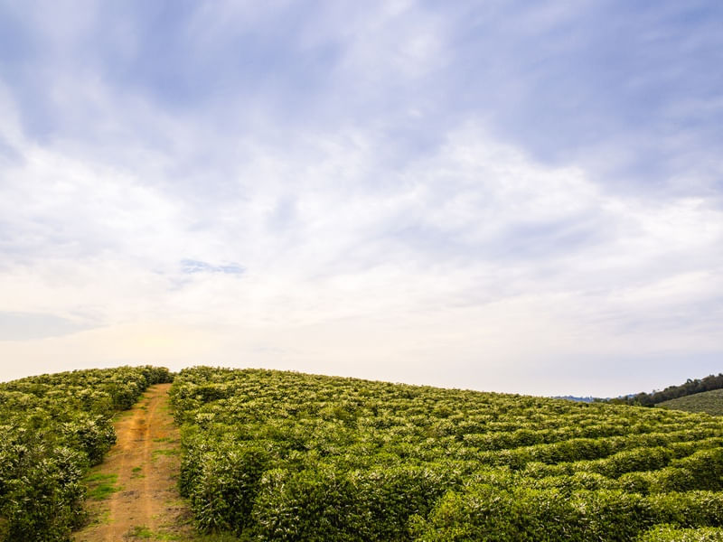 MONTANHAS DE CAFÉ EM MINAS GERAIS 2