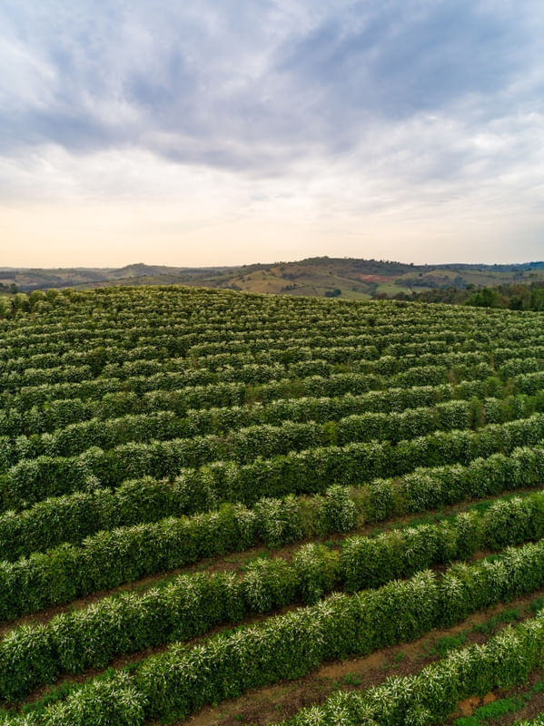 MONTANHAS DE CAFÉ EM MINAS GERAIS 4