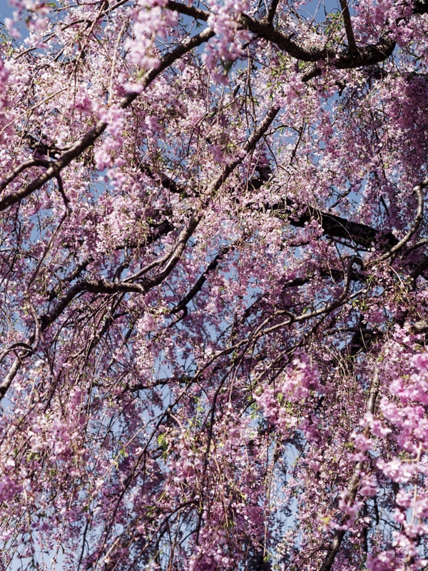 PRIMAVERA JAPONESA