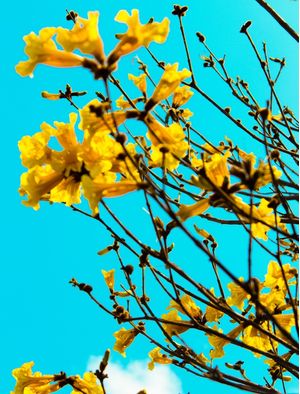 IPÊ AMARELO E O CÉU TURQUESA