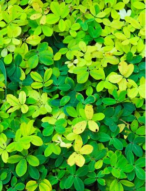 INSPIRAÇÃO VERDE