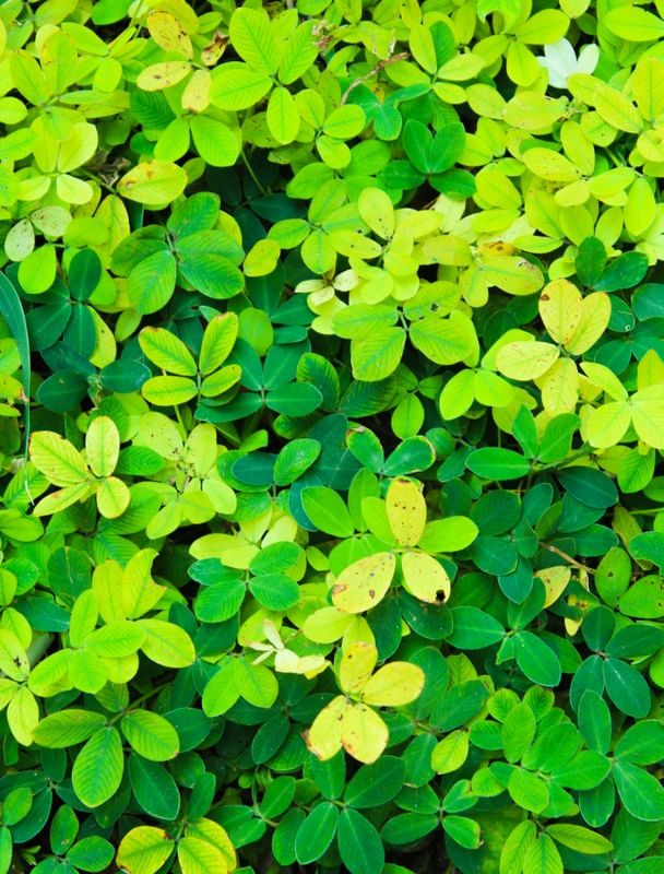 INSPIRAÇÃO VERDE