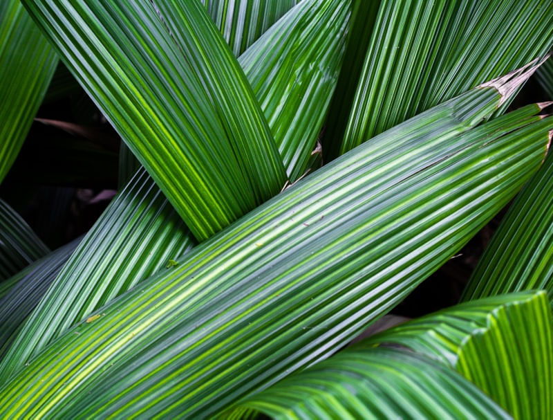 TRAMA TROPICAL