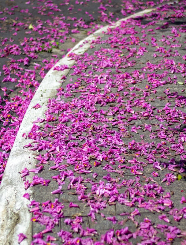 RASTRO DA PRIMAVERA