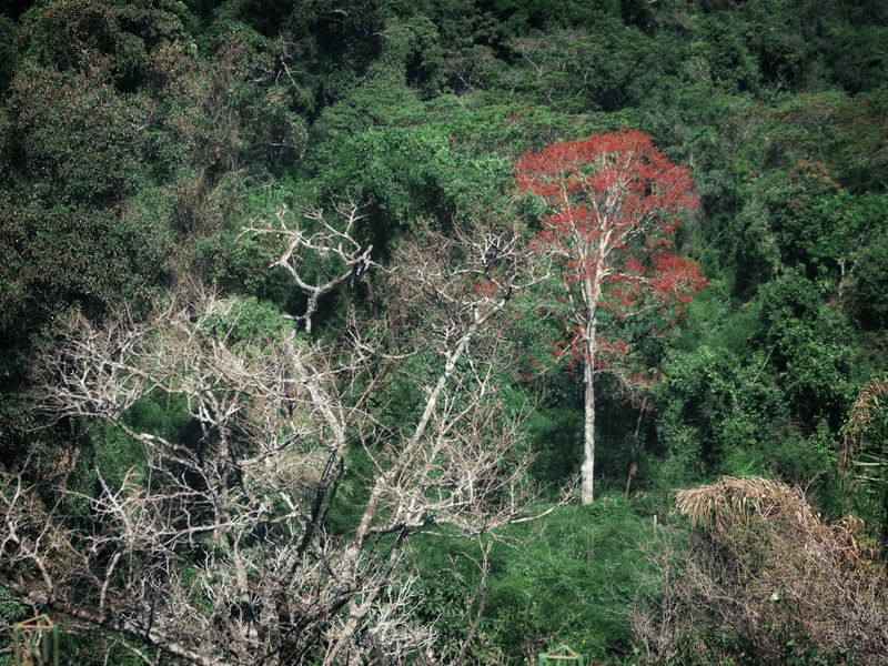 GREEN LANDS