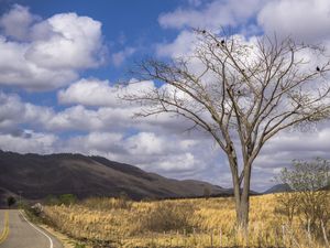 CAMINHOS DO SERTÃO