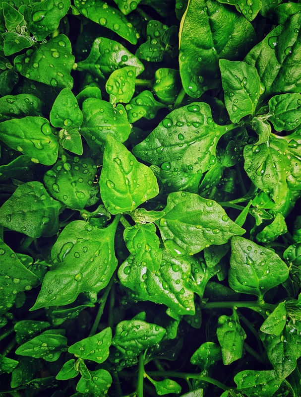 FOLHAS DE ESPINAFRE