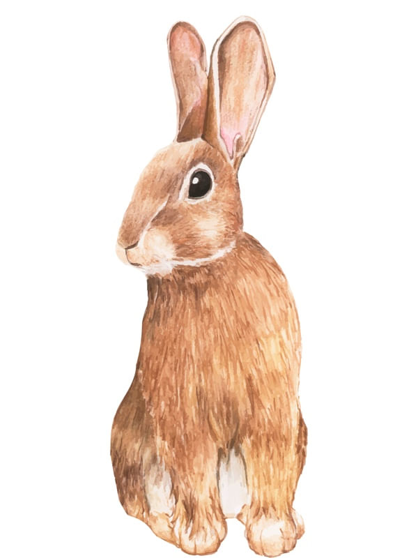 FUNNY BUNNY