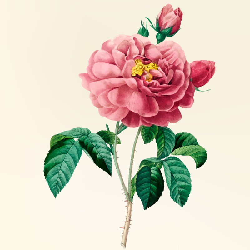GERÂNIOS ROSAS