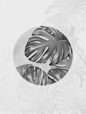 BLACK MONSTERA