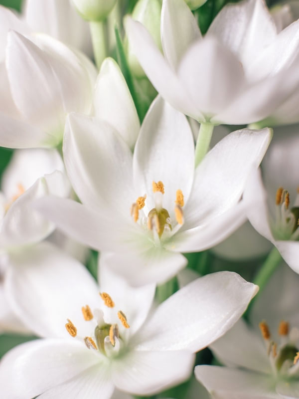 FLORAL BRANCO