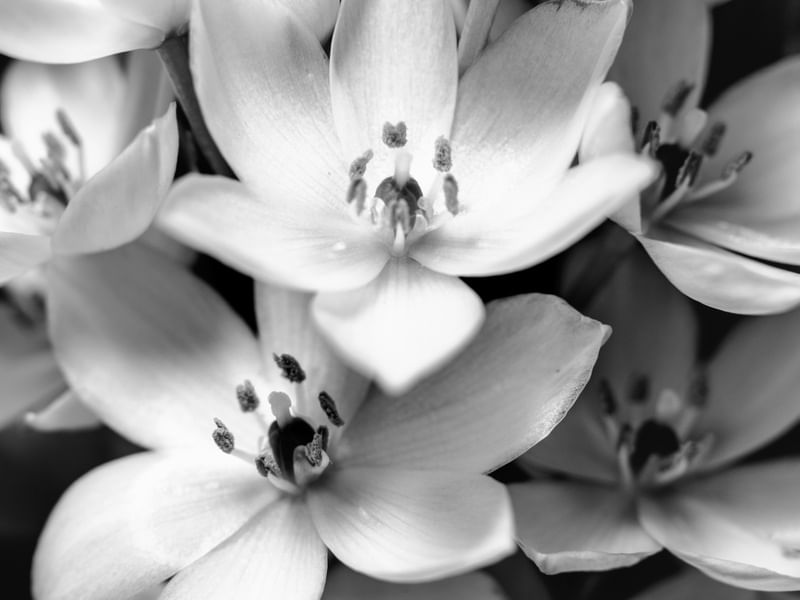 FLORAL BRANCO PB