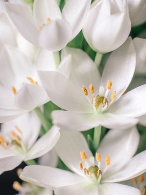 FLORAL BRANCO II