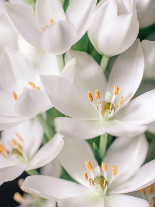 FLORAL BRANCO II