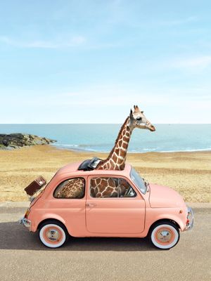 GIRAFFE IN ITALY