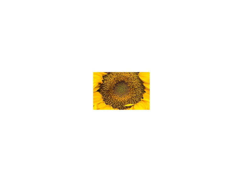 GIRASSOL 1