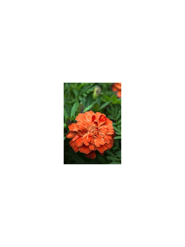 FLOR LARANJA 1