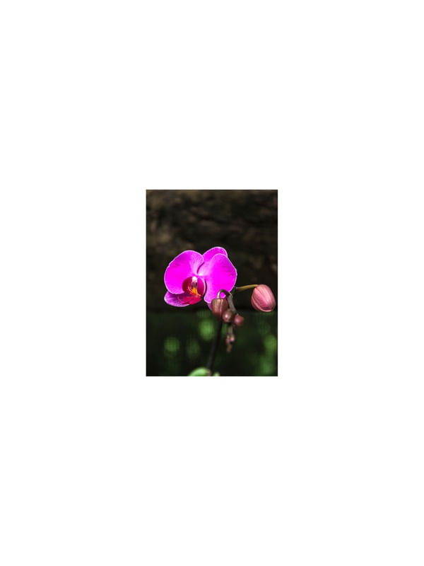 ORQUÍDEA E BOTÃO.