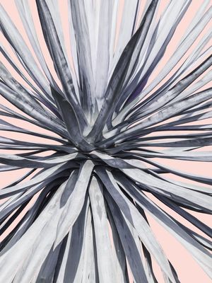 CACTO EXPRESSIONISTA