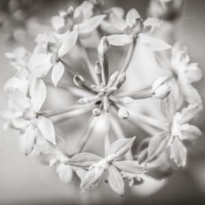 FLOR SIMÉTRICA