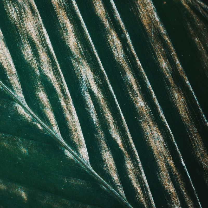 ABSTRATO FOLHA