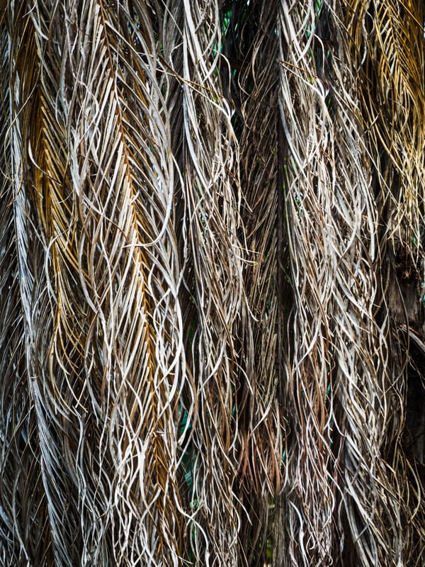 FOLHAS SECAS DE PALMEIRA