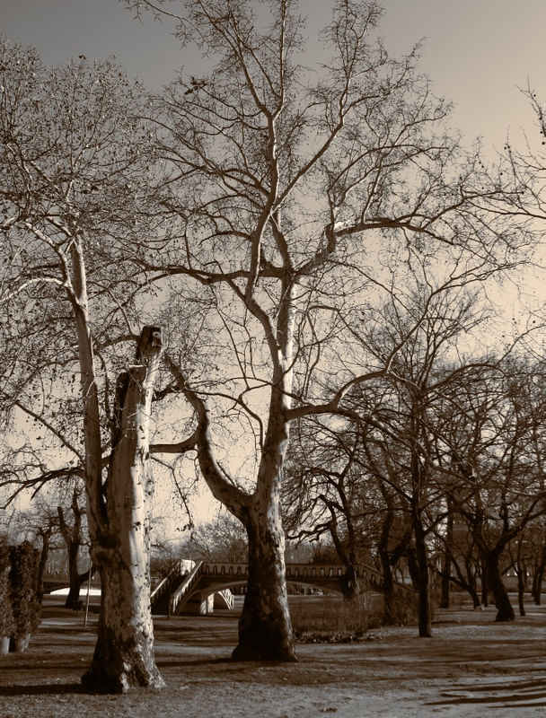 BUDAPESTE - ÁRVORES X