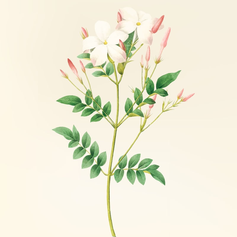 FLORES E BOTÕES