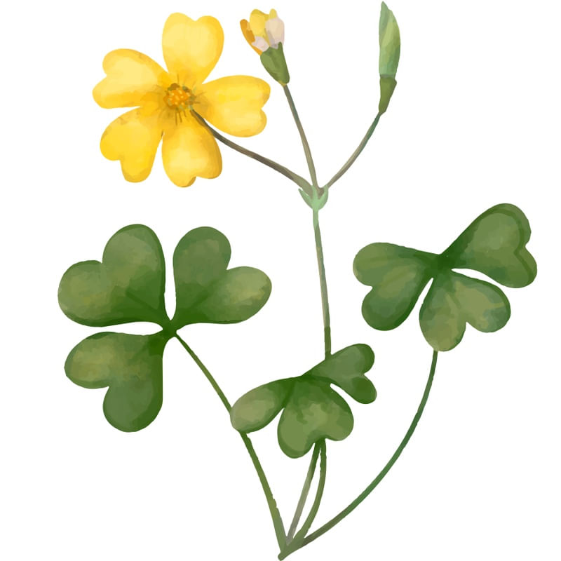 TREVO DE 3 FOLHAS COM FLOR