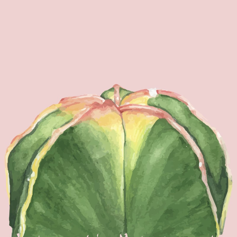 CACTO BEM MINIMALISTA