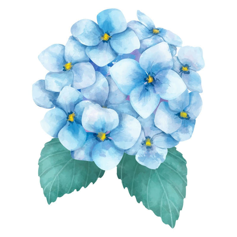 BLUE HORTENSIA