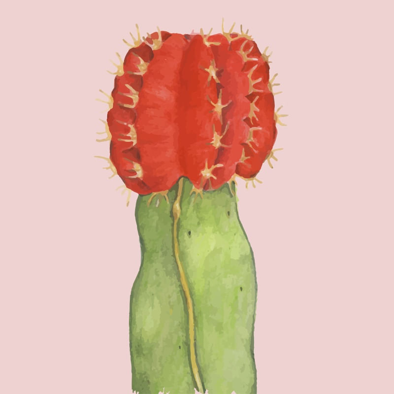CACTO COM FLOR VERMELHA