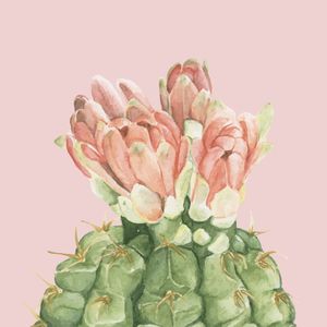 CACTO COM FLOR DELICADA