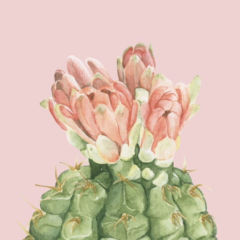 CACTO COM FLOR DELICADA