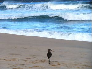 OCEAN 11