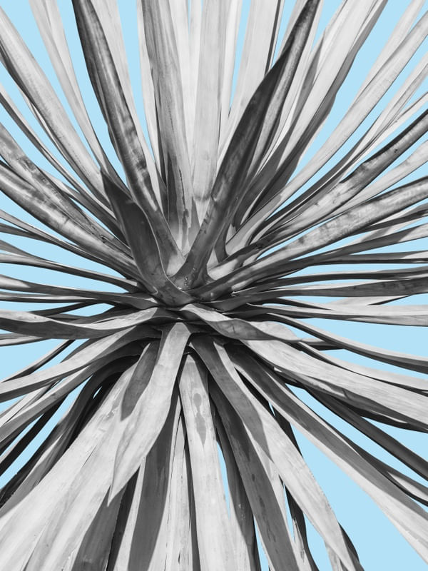 CACTO EXPRESSIONISTA I