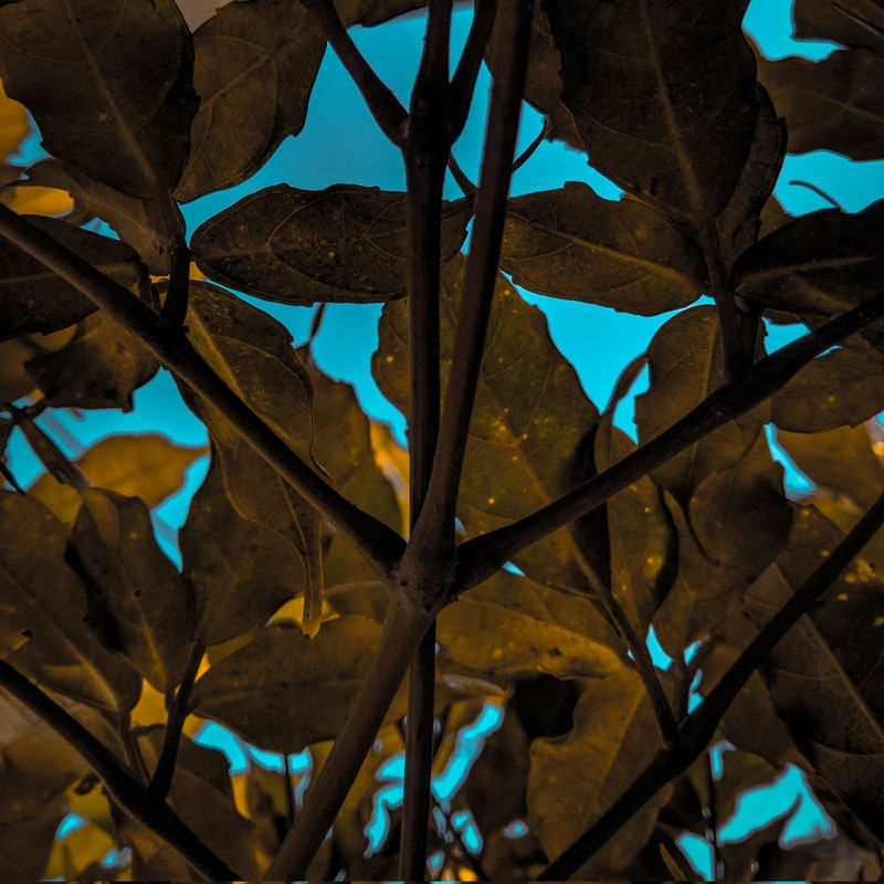 NATUREZA DE QUINTAL 3