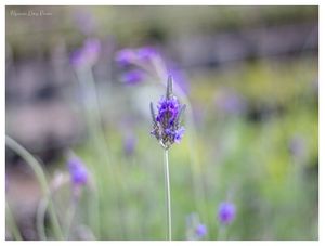A LAVANDA