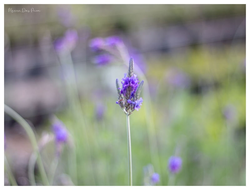 A LAVANDA
