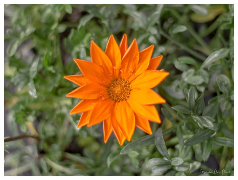 LARANJA ÍRIS