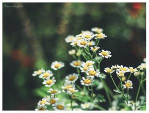 PETIT FLORES