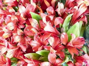 FLORADA 10