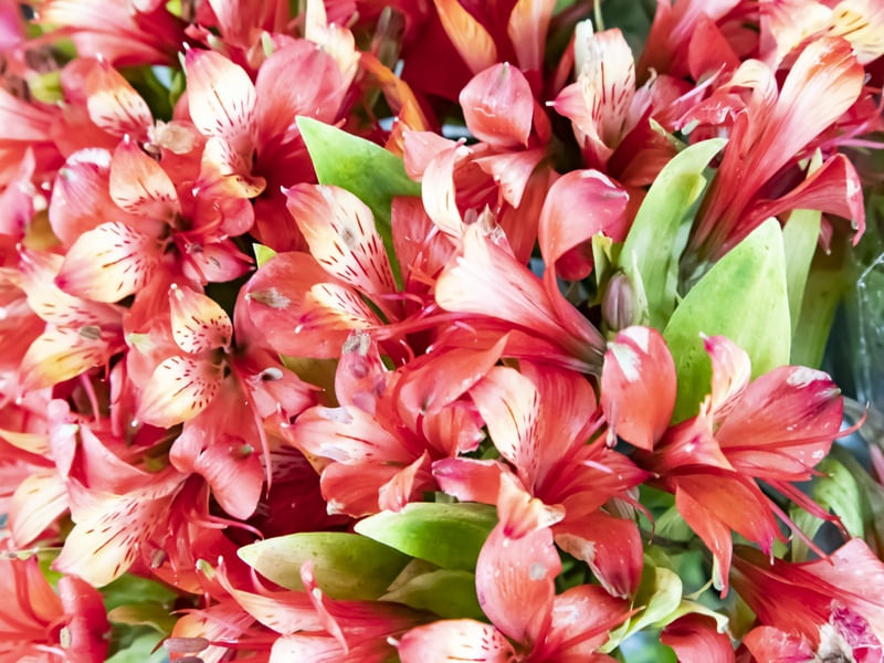 FLORADA 10