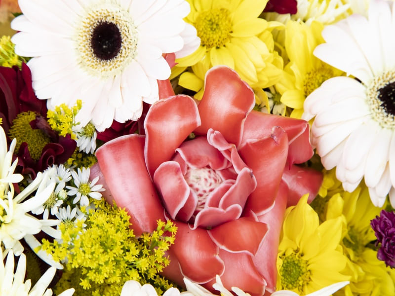 FLORADA RESPLANDECENTE