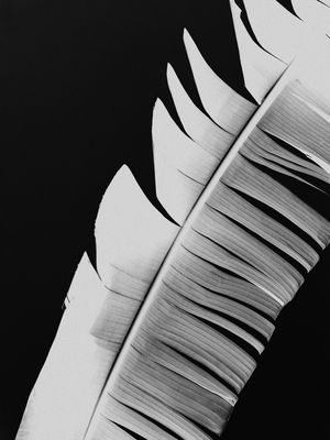 FOLHA DE BANANEIRA PRETO E BRANCO