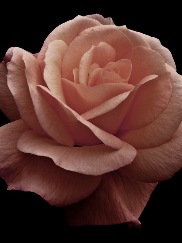 ROSA DETALHE