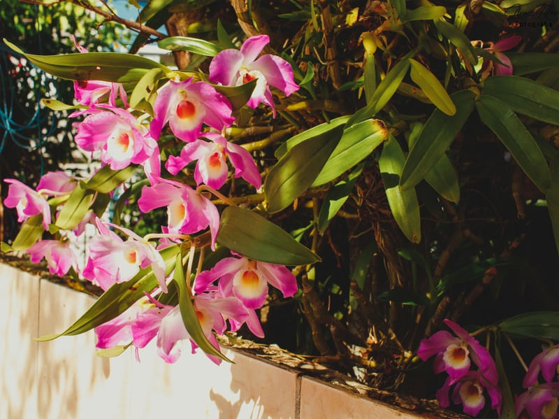ORQUÍDEA MARAVILHOSA